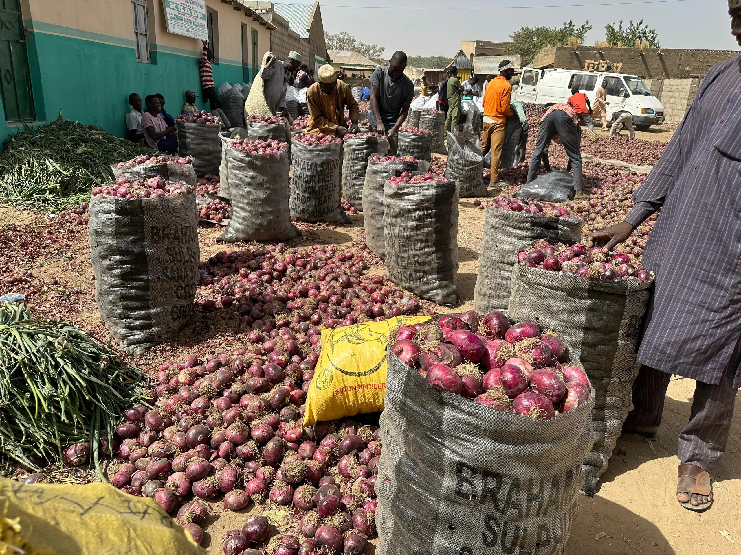Nigerian Onion Farmers Face Over 50% Post-Harvest Losses, Warn of Impending Price Hikes